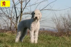 Read more about the article Bedlington Terrier breeders and puppies in South Holland