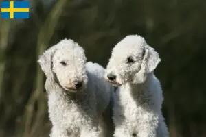 Read more about the article Bedlington Terrier breeders and puppies in Sweden