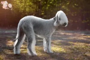 Read more about the article Bedlington Terrier breeders and puppies in Syddanmark