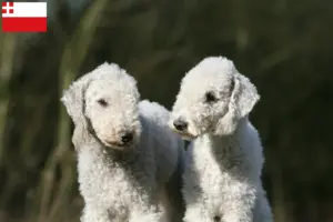 Read more about the article Bedlington Terrier breeders and puppies in Utrecht