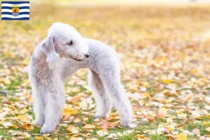 Read more about the article Bedlington Terrier breeders and puppies in Zeeland