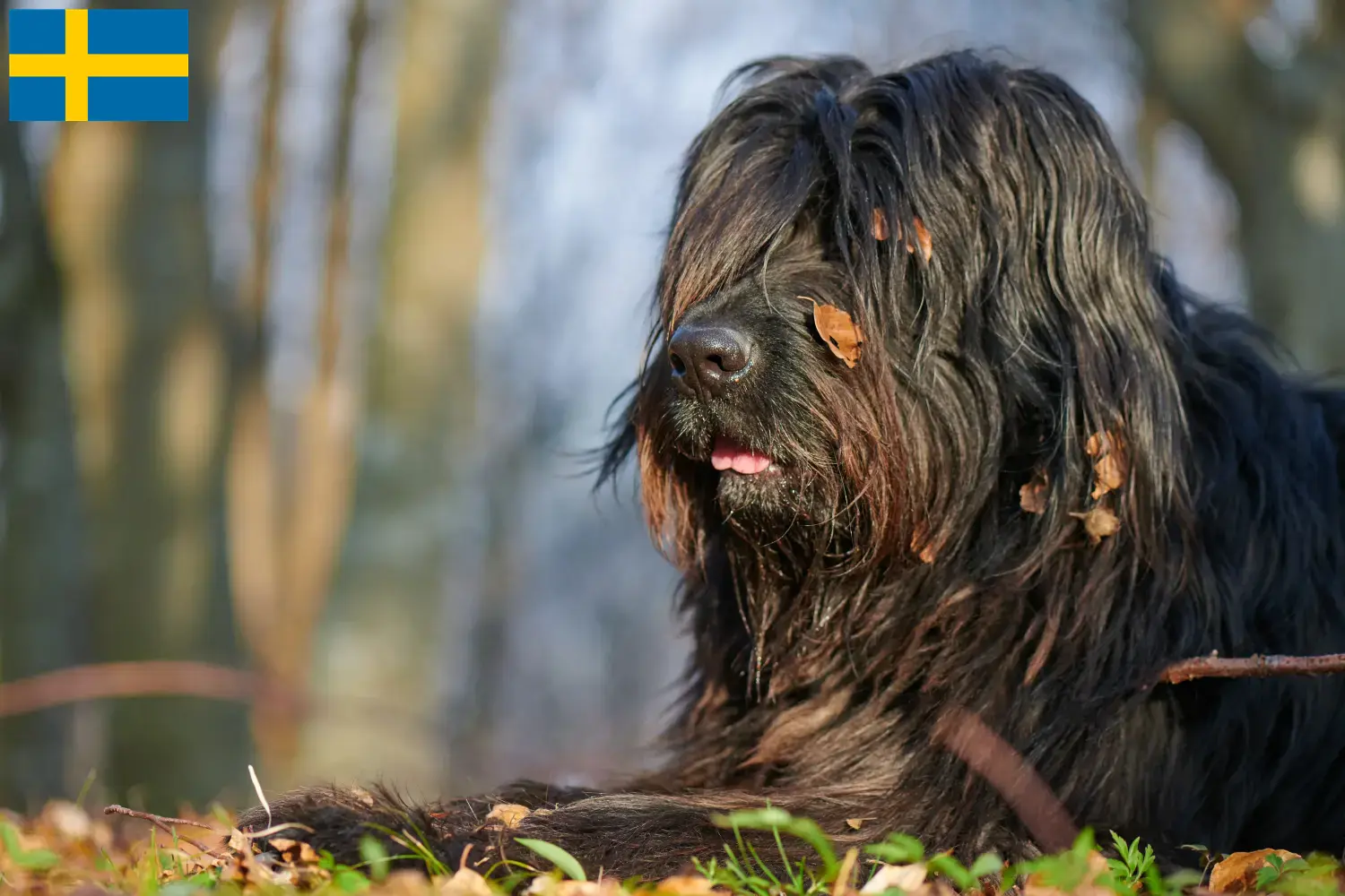 Bergamasco Shepherd Dog Puppies and Breeder Sweden Find Bergamasker Shepherd Dog breeders in Sweden.