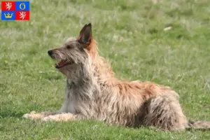 Read more about the article Berger de Picardie breeders and puppies in Hradec Králové