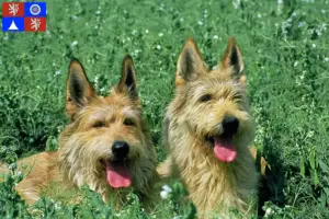 Read more about the article Berger de Picardie breeders and puppies in Liberec