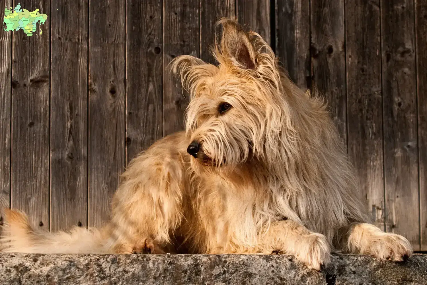 Read more about the article Berger de Picardie breeders and puppies in Midtjylland