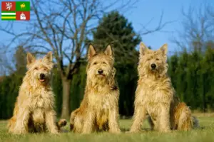 Read more about the article Berger de Picardie breeders and puppies in Pilsen