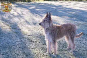 Read more about the article Berger de Picardie breeders and puppies in Prague