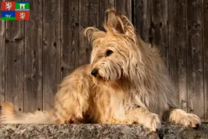 Read more about the article Berger de Picardie breeders and puppies in Ústí