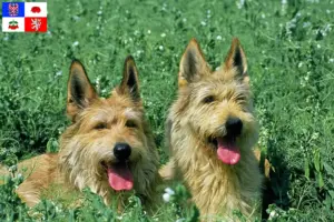 Read more about the article Berger de Picardie breeders and puppies in Vysočina
