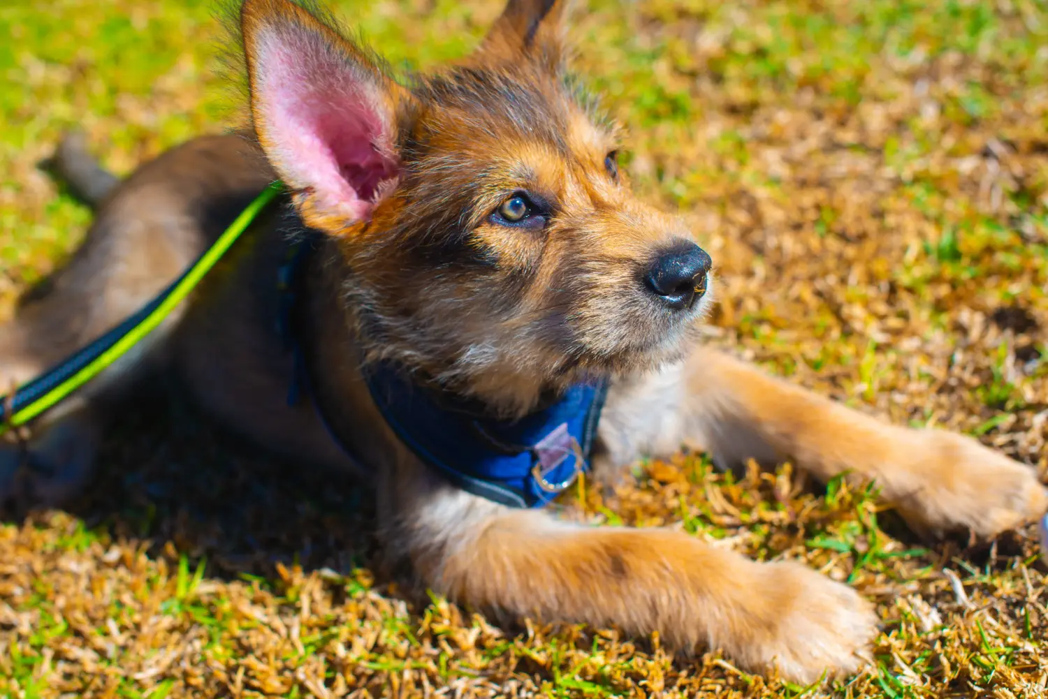Buying a Berger de Picardie puppy means taking responsibility! Buy Berger de Picardie puppies.