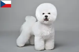 Read more about the article Bichon Frisé breeders and puppies in the Czech Republic