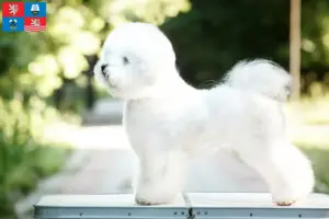 Read more about the article Bichon Frisé breeders and puppies in Karlsbad