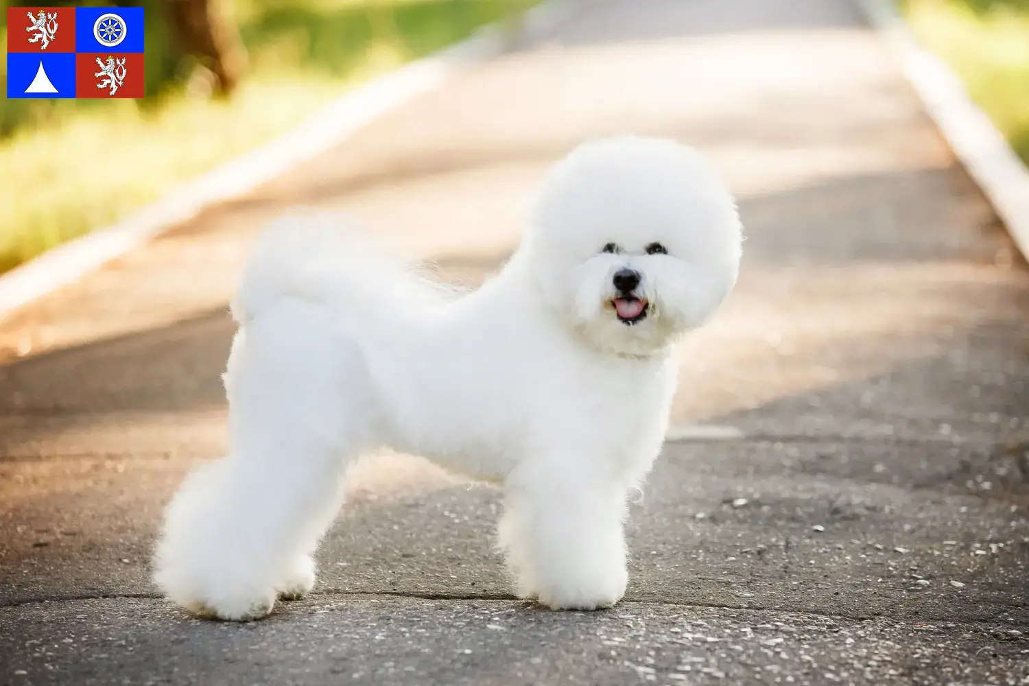 Read more about the article Bichon Frisé breeders and puppies in Liberec