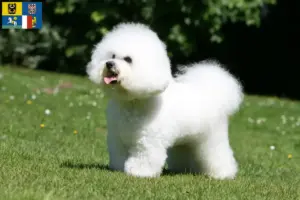 Read more about the article Bichon Frisé breeders and puppies in Moravia-Silesia