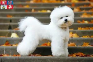 Read more about the article Bichon Frisé breeders and puppies in Pardubice