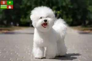 Read more about the article Bichon Frisé breeders and puppies in Pilsen