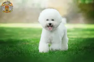 Read more about the article Bichon Frisé breeders and puppies in Prague