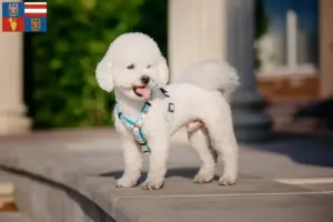Read more about the article Bichon Frisé breeders and puppies in South Moravia