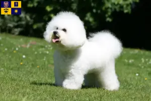 Read more about the article Bichon Frisé breeders and puppies in Zlín