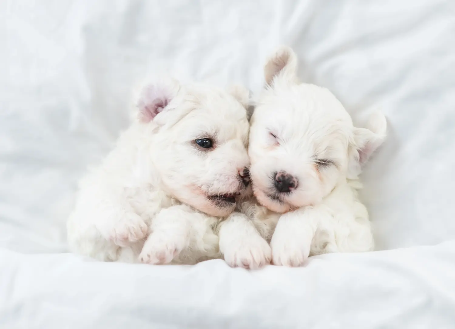 Buying a Bichon Frisé puppy means taking responsibility! Buy Bichon Frisé puppies.