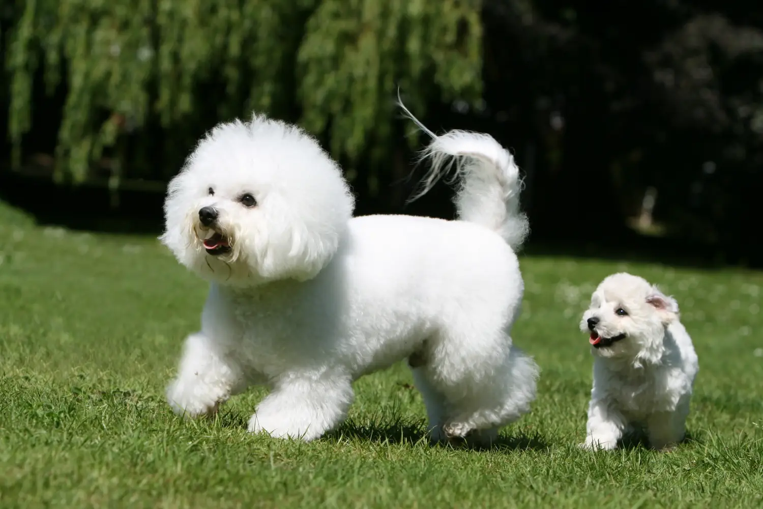 Buying a Bichon Frisé puppy means taking responsibility! Buy Bichon Frisé puppies.