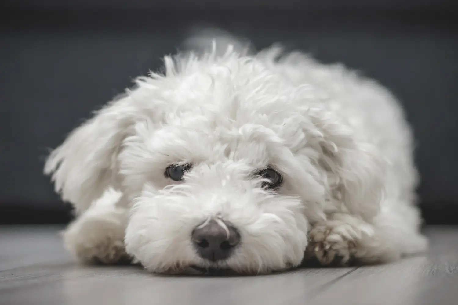 Buying a Bichon Frisé puppy means taking responsibility! Buy Bichon Frisé puppies.