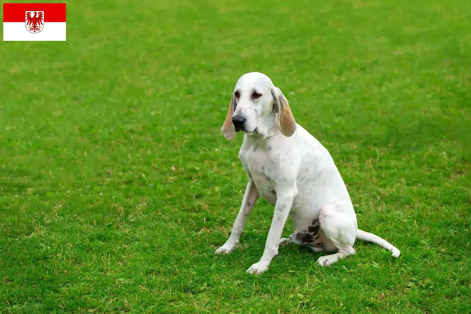 Billy puppies and breeders Brandenburg Here you can find Billys breeders in Brandenburg.