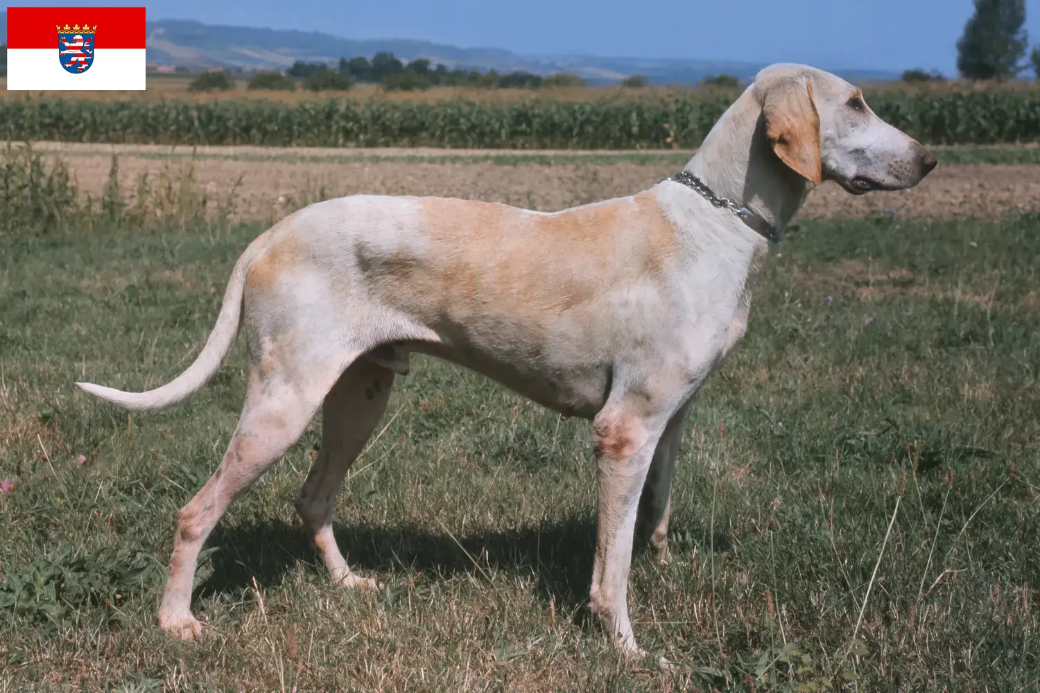 Billy puppies and breeders Hessen Here you can find Billys breeders in Hessen.