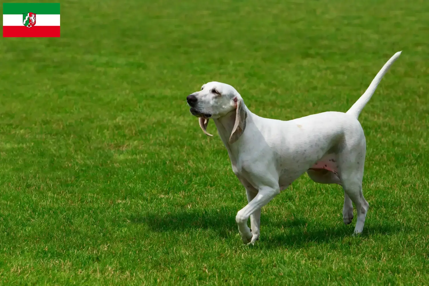 Billy puppies and breeders North Rhine-Westphalia Here you can find Billys breeders in North Rhine-Westphalia.
