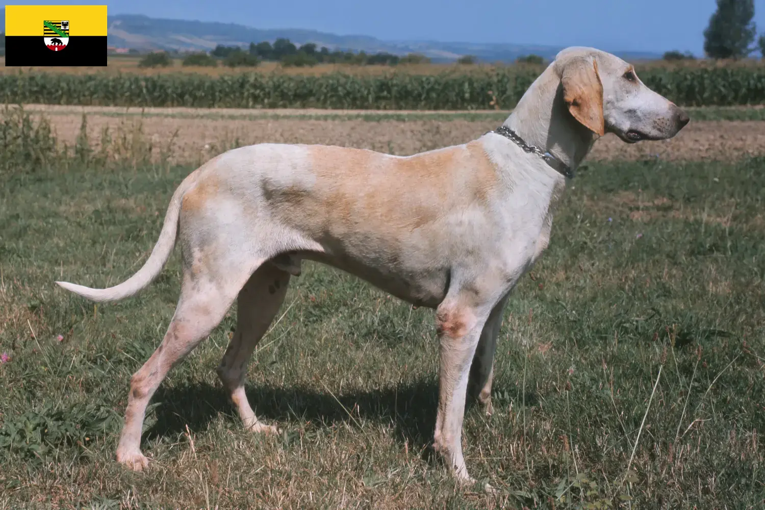 Billy puppies and breeders Saxony-Anhalt Here you can find Billy's breeders in Saxony-Anhalt.