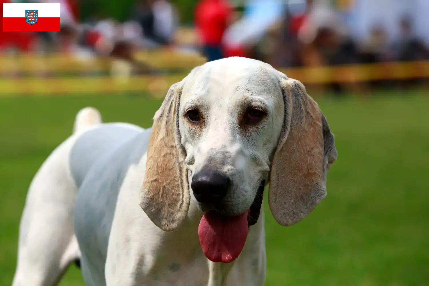Billy puppies and breeders Thuringia Here you can find Billys breeders in Thüringen.