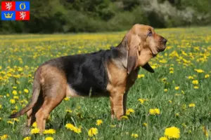 Read more about the article Bloodhound breeders and puppies in Hradec Králové
