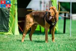 Read more about the article Bloodhound breeders and puppies in Karlsbad
