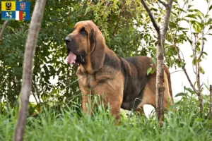 Read more about the article Bloodhound breeders and puppies in Moravia-Silesia
