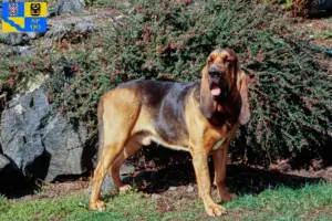 Read more about the article Bloodhound breeders and puppies in Olomouc