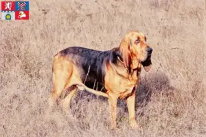 Read more about the article Bloodhound breeders and puppies in Pardubice