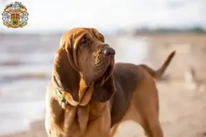 Read more about the article Bloodhound breeders and puppies in Prague