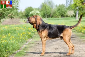 Read more about the article Bloodhound breeders and puppies in South Bohemia