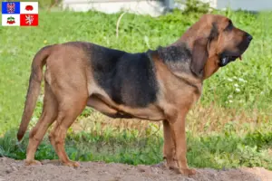 Read more about the article Bloodhound breeders and puppies in Vysočina