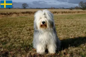 Read more about the article Bobtail breeders and puppies in Sweden