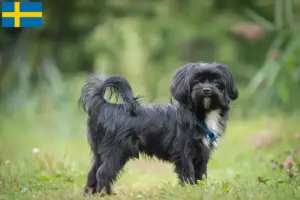 Read more about the article Bolonka Zwetna breeders and puppies in Sweden