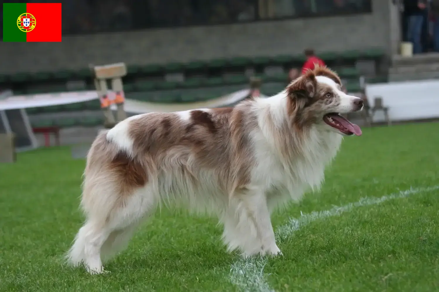 Read more about the article Border Collie breeders and puppies in Portugal