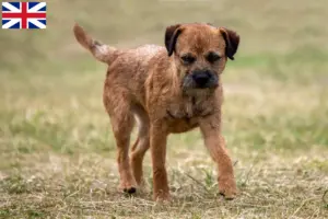Read more about the article Border Terrier breeders and puppies in Great Britain