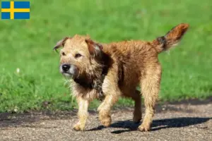 Read more about the article Border Terrier breeders and puppies in Sweden
