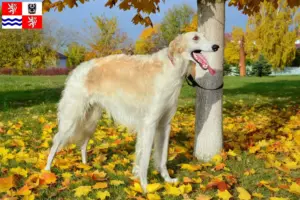 Read more about the article Borzoi breeders and puppies in Central Bohemia