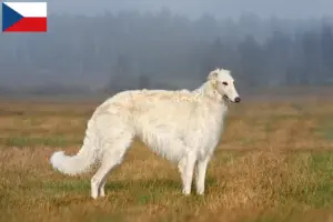 Read more about the article Borzoi breeders and puppies in the Czech Republic