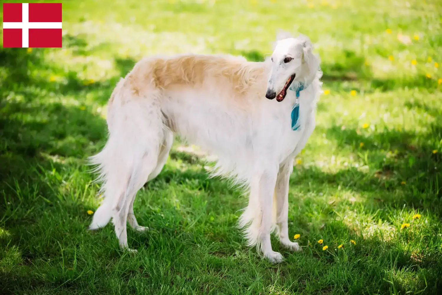 Read more about the article Borzoi breeders and puppies in Denmark