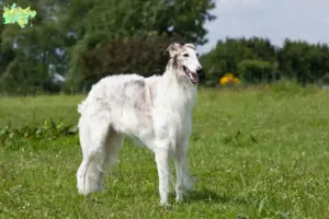 Read more about the article Borzoi breeders and puppies in Midtjylland