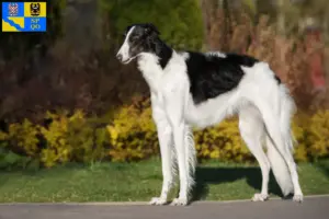 Read more about the article Borzoi breeders and puppies in Olomouc