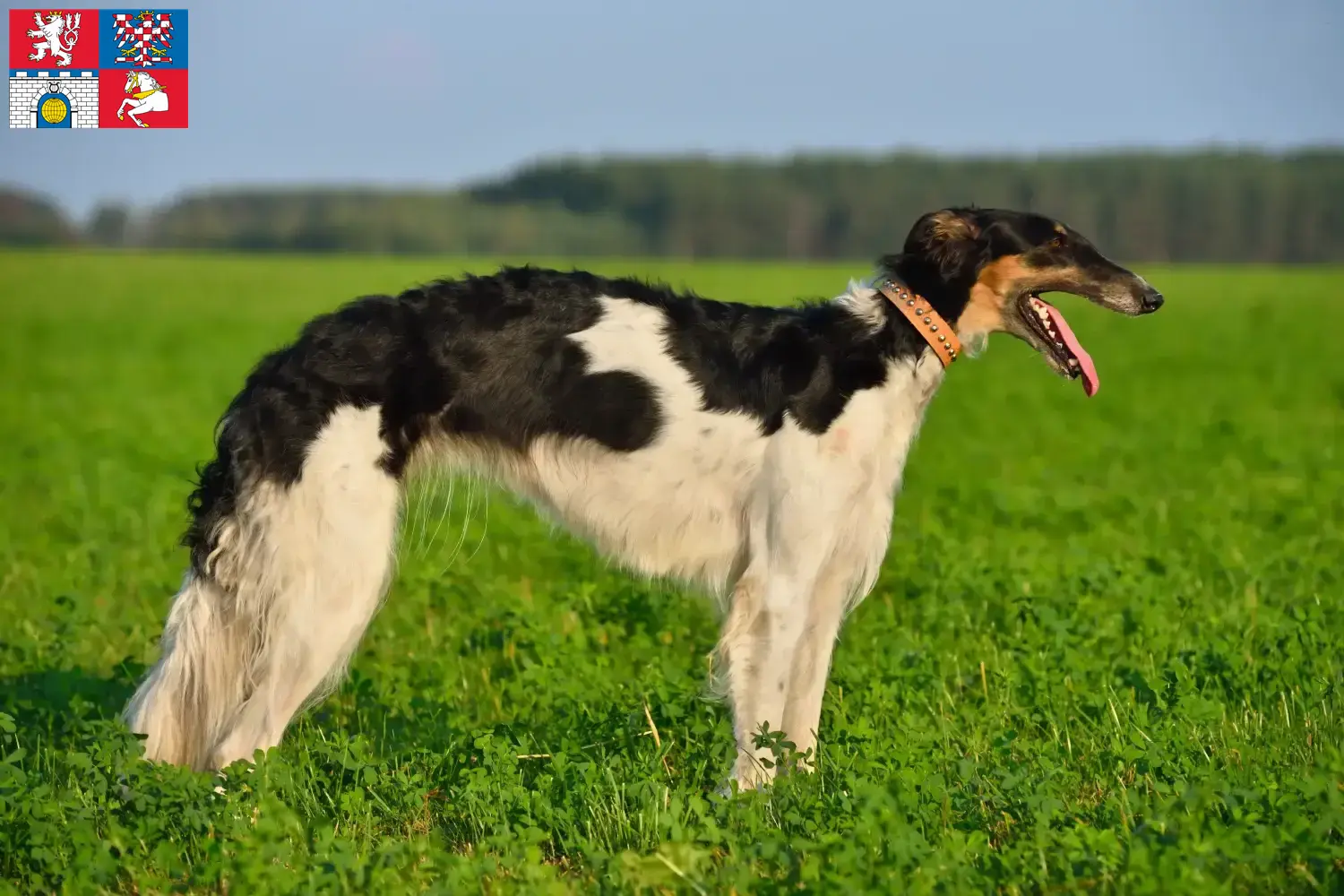 Read more about the article Borzoi breeders and puppies in Pardubice